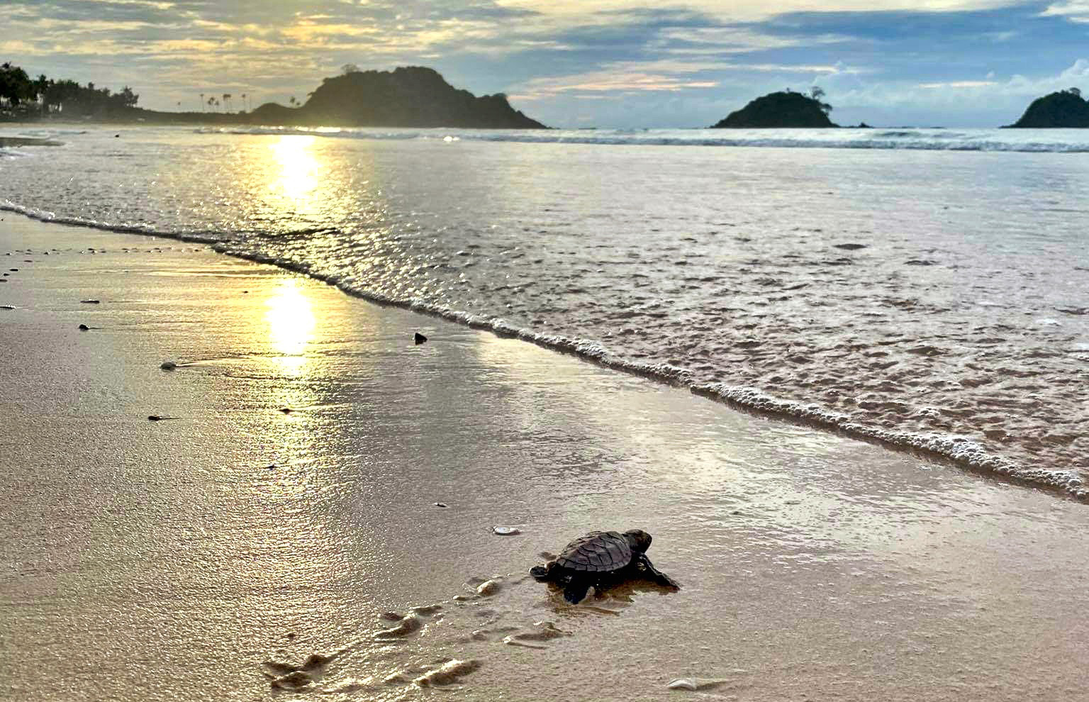 台灣夫妻許明順和吳晏芸在愛妮島8年來共孵化超過4萬8000隻海龜，更招募8名專業保育師照顧海龜蛋與小海龜，目前這裡已是愛妮島最大的海龜保育中心。（圖片來源：吳晏芸提供）