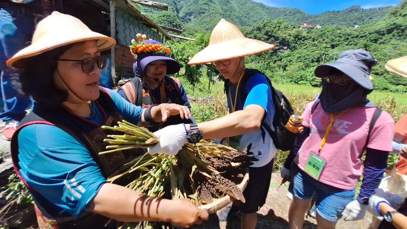 多納部落舉辦的「黑米輕旅行」遊程，遊客在部落巡禮後，可參加小米採收活動，體驗採收黑小米的辛苦與喜樂。