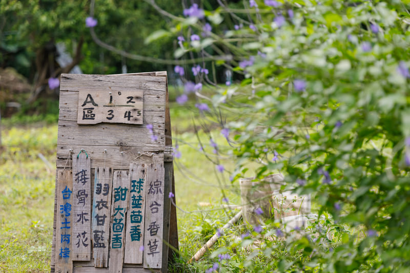 張淑玲開闢客家香草實驗農園，在鼎底窩種植大茴香、小茴香（蒔蘿）、甜茴香等多種茴香品種。