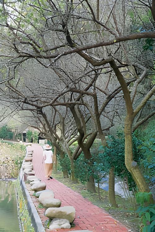 成排的寒梅栽植在山坳入風口迎冬季冷鋒，亦頗有姿態。（攝影：楊志雄）