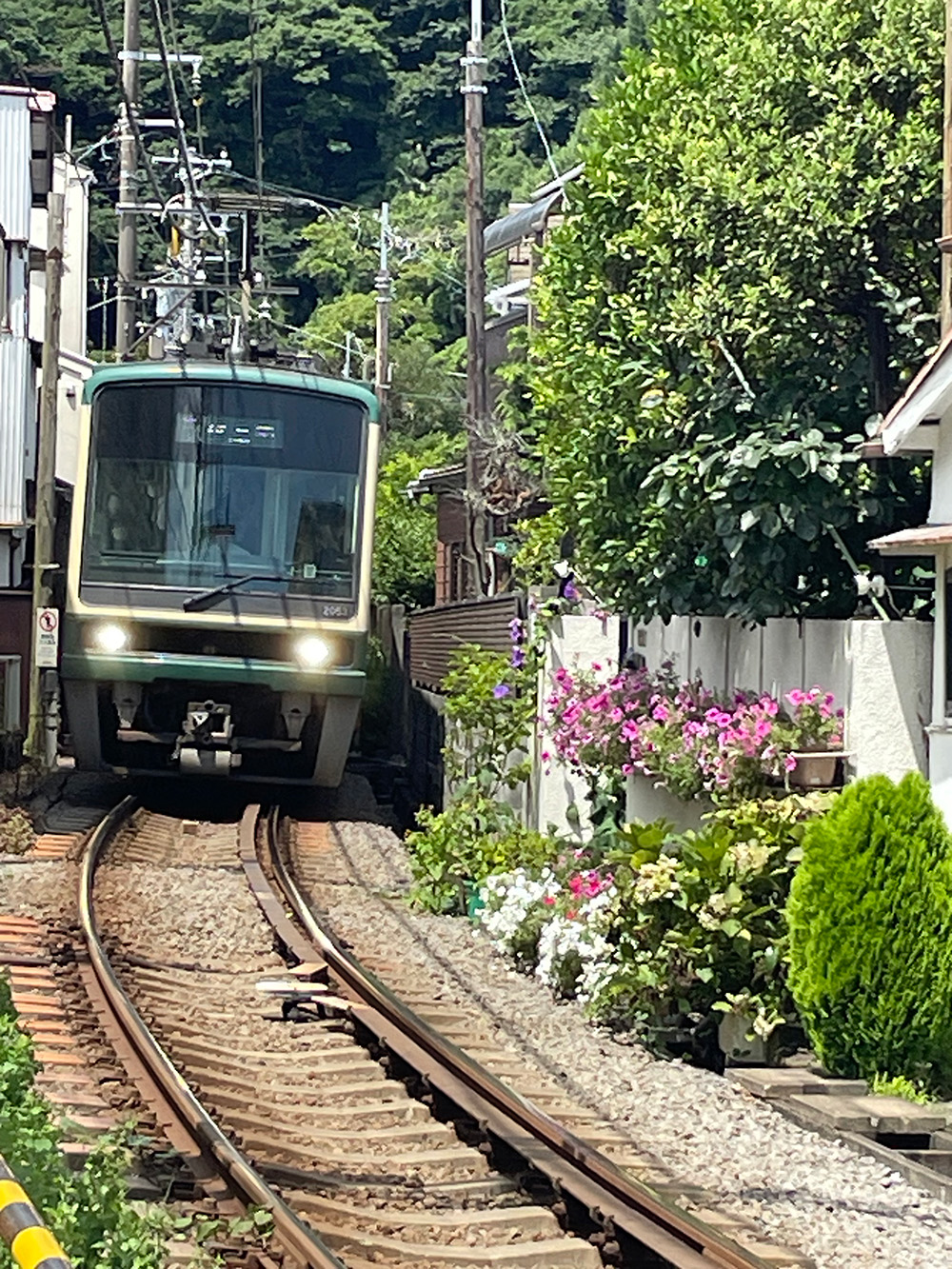 人們喜歡到御靈神社旁的紫陽花叢邊，拍攝駛過的江之島電車。（圖片來源：大塊文化提供）