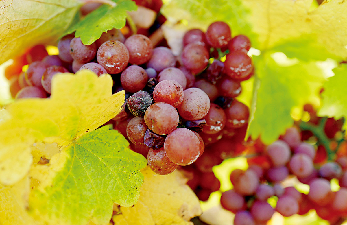 格烏茲塔明那（Gewurztraminer）：幾乎可說是阿爾薩斯的特色品種，在其他產區不易見到。（攝影：劉永智）