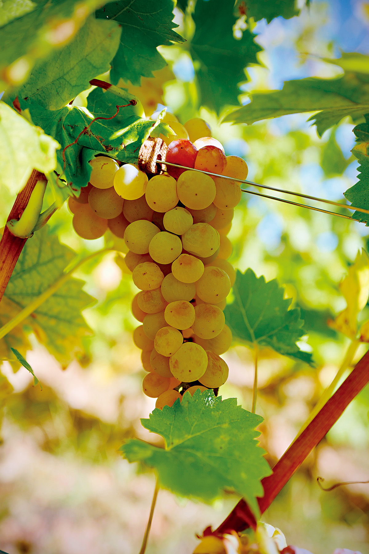 蜜思嘉（Moscato／Muscat）：帶有玫瑰、荔枝、青蘋果香氣，酸度低且沒有澀味，相當受到初學者喜愛。（攝影：劉永智）