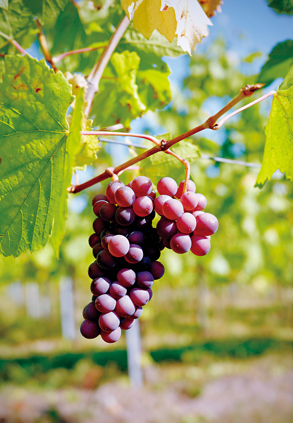 灰皮諾（Pinot Gris）：跟白葡萄相比，灰皮諾外皮帶點粉嫩的紅色，釀出來的葡萄酒色大多是深黃。（攝影：劉永智）