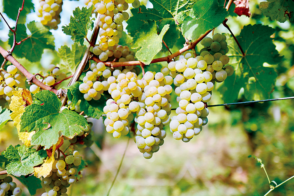 麗絲玲（Riesling）：古老的葡萄品種，適合生長在涼爽地區。（攝影：劉永智）