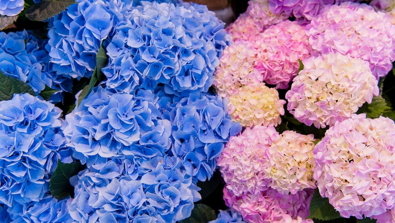 2025繡球花季