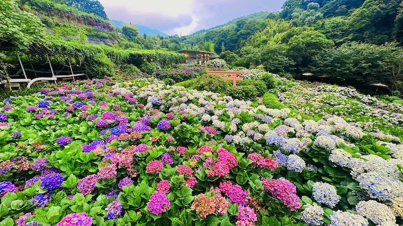 繡球花景點：曹家花田香