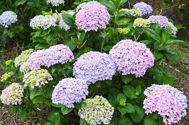 繡球花景點：武陵農場