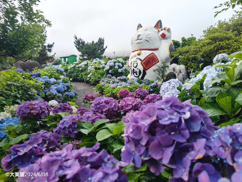 繡球花景點：大賞園