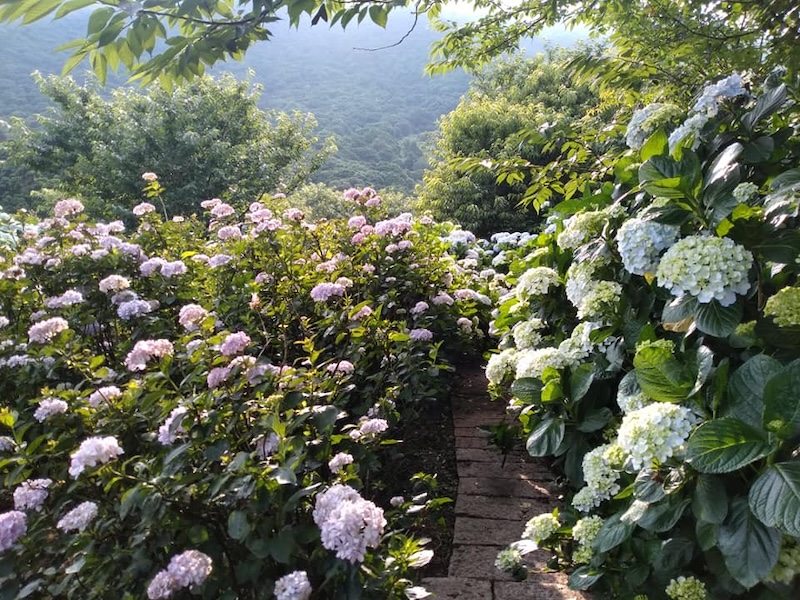 繡球花景點：竹子湖花與樹繡球花田