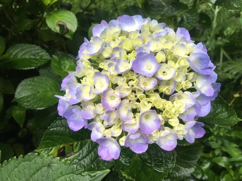 繡球花景點：明池國家森林遊樂區