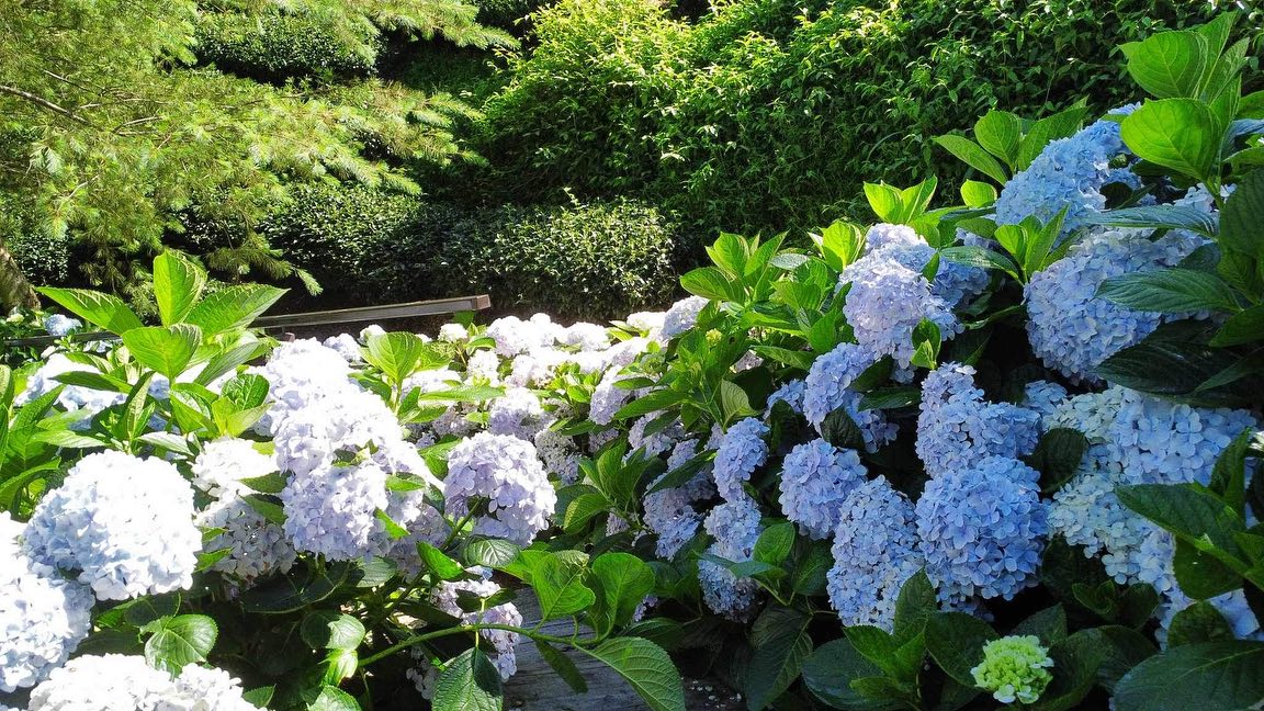 繡球花景點：許家茶園民宿露營區