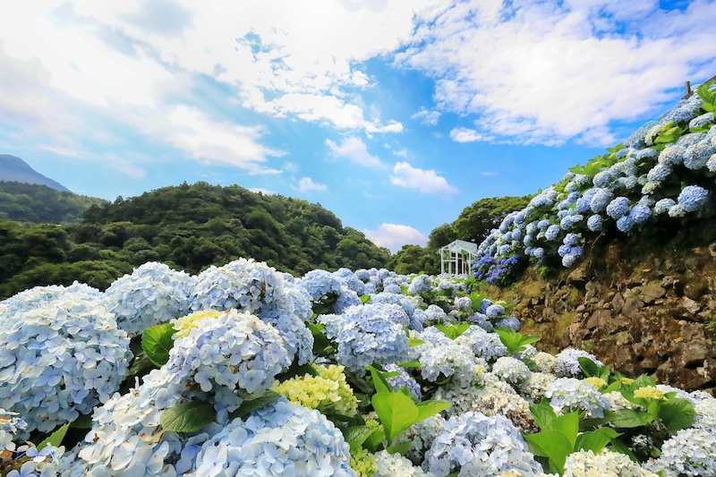 繡球花景點：大梯田花卉生態農場