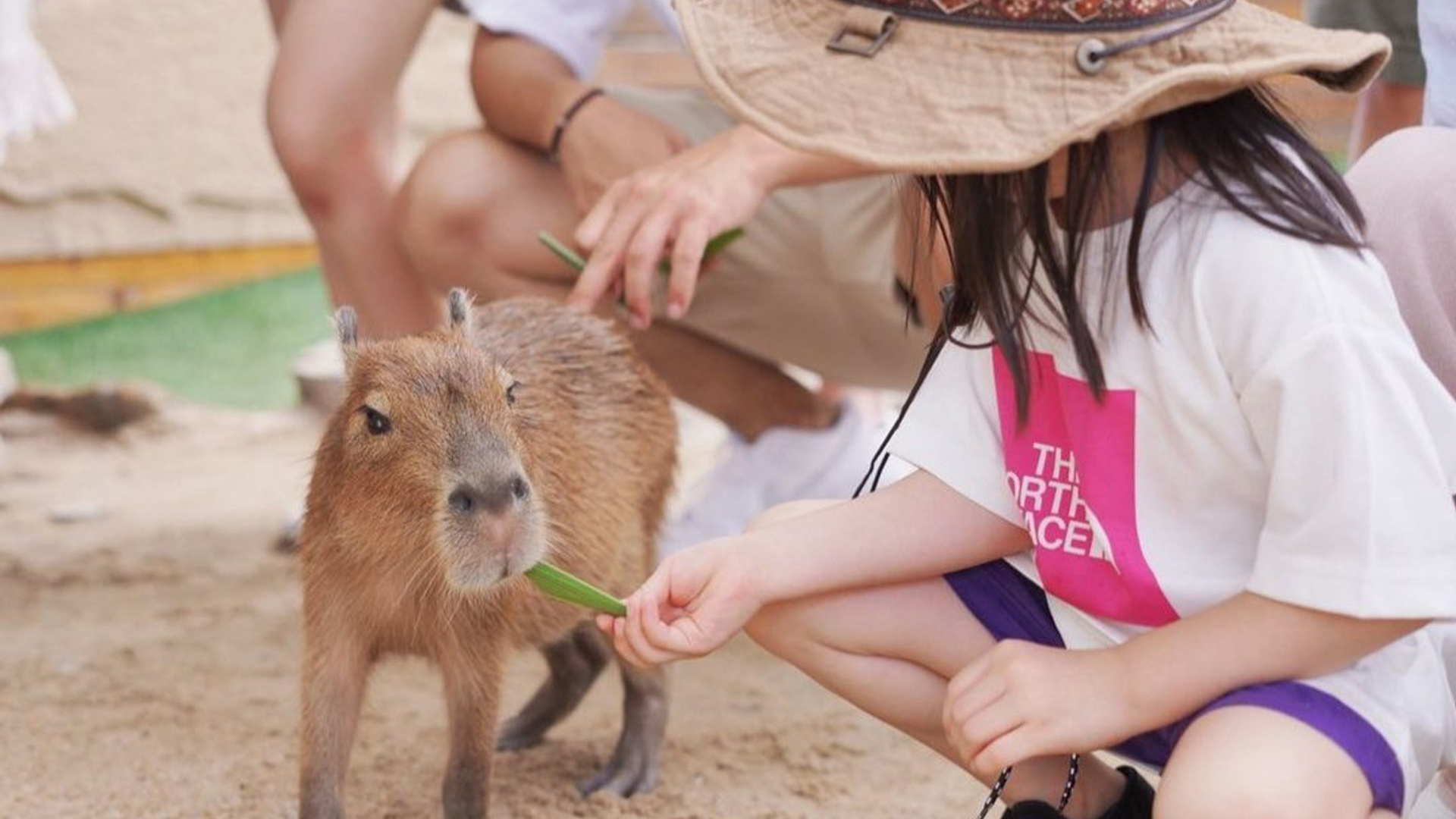 礁溪回巢農場提供近距離餵食小動物體驗，享受療癒時光。圖／晶泉丰旅提供