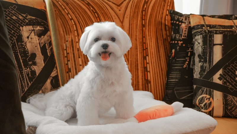 台中李方艾美酒店宣布 2026 年起正式成為寵物友善飯店，毛孩可與主人一同入住五星級客房，享受專屬備品與舒適空間。