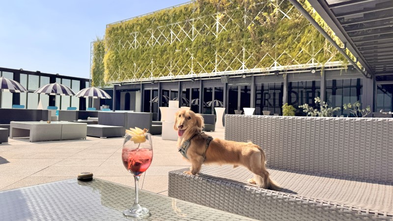 位於 24 樓的高空酒吧 PANO 24 同步調整為寵物友善餐廳，旅客可攜帶毛孩一同用餐，在城市景觀中共享假期時光。