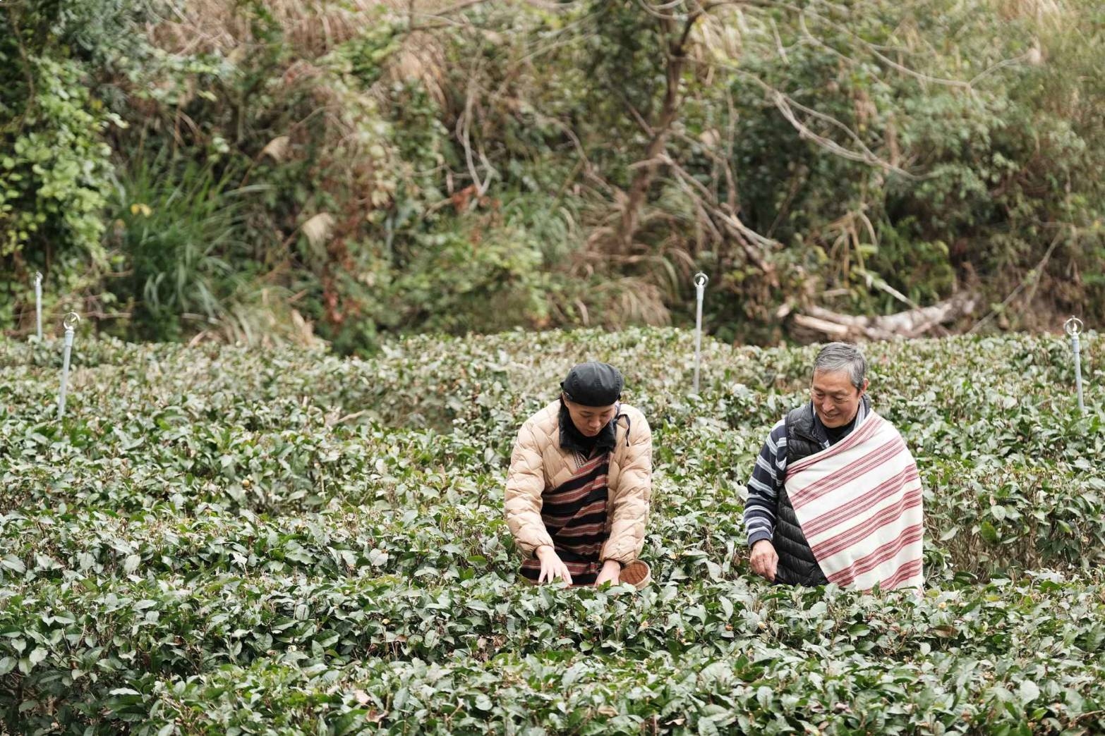 不老居闢有茶園，種的是名聞遐邇的臺茶18號茶種。