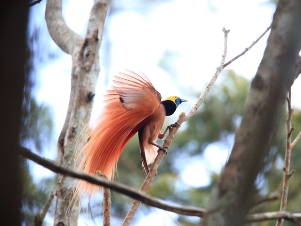 極樂鳥之鄉─巴布亞紐幾內亞