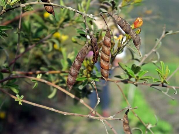 原住民族的絕佳補品—樹豆